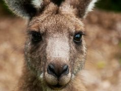 Сухожилия кенгуру дадут людям более мощные и здоровые колени
