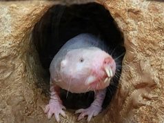 Большая часть жизни на нашей планете обитает под землей