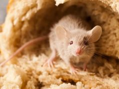 Ученые впервые обнаружили, что глютен может провоцировать воспаление мозга