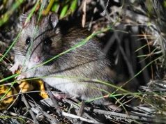 Зоологи обучают животных-эндемиков охотиться на новую неизвестную добычу