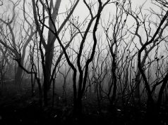 900 тысяч лет назад некая катастрофа уничтожила 98,7% всех предков человека