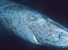 На Карибах обнаружили древнюю акулу из Гренландии