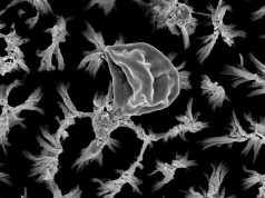 Титановые микрошипы способны уничтожать опасные бактерии без лекарств