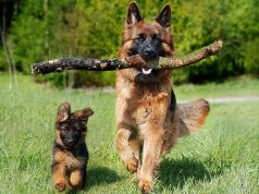 Учеными ПНИПУ разработана «умная» система для кормления собак