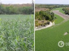 На дне Каховского водохранилища растет лес из ив и тополей: впечатляющие фото