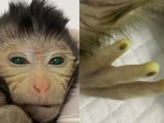 Китайские ученые создали химеру — обезьяну с двумя разными наборами ДНК