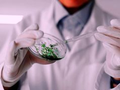 В РФ создан заживляющий аэрогель из водорослей и крабов