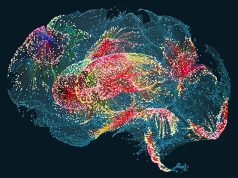 ИИ научился распознавать мысли человека без мозговых имплантатов