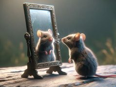 Мыши впервые прошли «тест с зеркалом» на самосознание