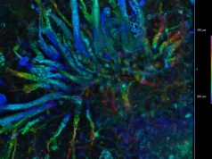 Старейший хищный гриб возрастом 407 млн лет был назван в честь Беатрикс Поттер