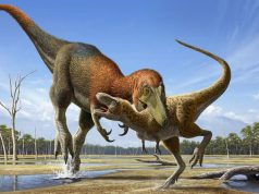 Nanotyrannus lancensis: нанотираннозавры действительно существовали в природе