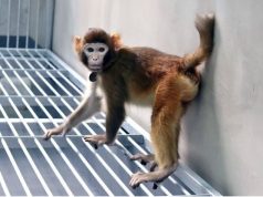 Уникальная клонированная макака ReTro отметила свой второй день рождения