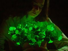 Компания Light Bio выпустила в свободную продажу светящиеся домашние растения