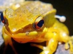 Странный симбиоз живой лягушки и гриба поставил ученых всего мира в тупик