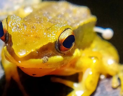 Странный симбиоз живой лягушки и гриба поставил ученых всего мира в тупик