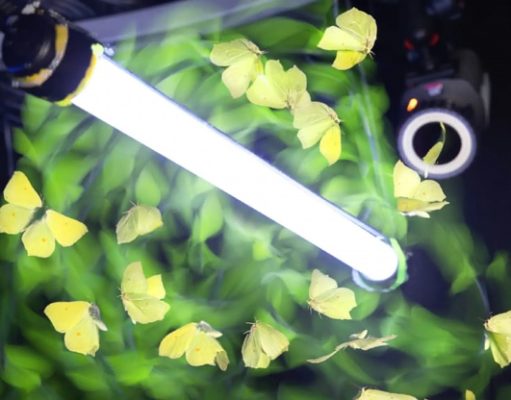 Свет не привлекает насекомых — он просто сбивает с толку их внутренний навигатор