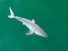 Ученые впервые в истории получили снимок новорожденного детеныша белой акулы