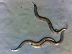 Чернобыльские черви-нематоды помогают ученым в исследованиях рака