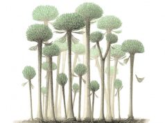 Деревья самого древнего леса планеты размножались, ломая себя на части