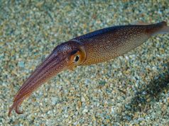 Печень кальмара поможет в борьбе с болезнями почек и не только