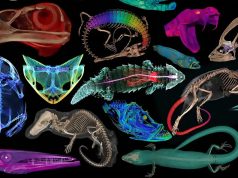 Уникальный 3D-музей oVert покажет 13 тысяч животных изнутри