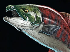 Доисторический лосось обладал гигантскими размерами и внушительными клыками