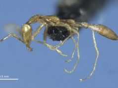 Новый вид жутковатых муравьев назвали в честь Волдеморта