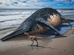 Самый большой морской динозавр мог потягаться размерами с синим китом