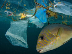 Томские биологи нашли способ извлечения пластика из рыбы