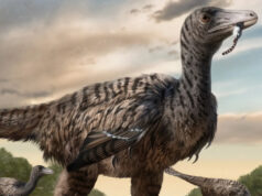 Гигантский древний раптор имел ноги выше человеческого роста