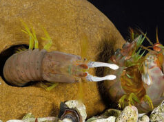 Креветки-богомолы: как защититься от удара, имеющего силу пули