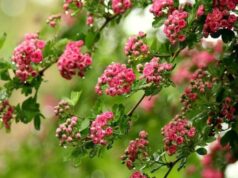 Переменная облачность, временами дожди: синоптики дали прогноз погоды на четверг, 23 мая