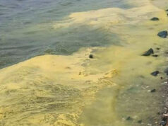 Специалисты ДВО РАН разобрались с желто-зеленой водой в Приморье