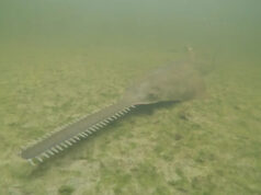 В США обнаружен странный феномен: рыбы-пилы кружатся на месте, пока не умрут