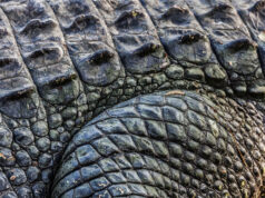 Ученые нашли самую древнюю окаменевшую кожу в мире