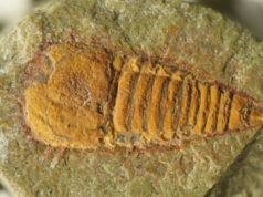 Эта окаменелость возрастом 500 млн лет — самый древний предок современных пауков