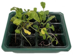 «Умная почва» улучшает рост растений почти на 140%, снижая при этом расход воды на 40%