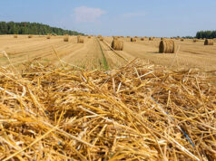 В Казани разработана методика изготовления биотоплива из соломы