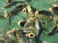 В Волгоградском политехе разработана уникальная кормушка для рыб