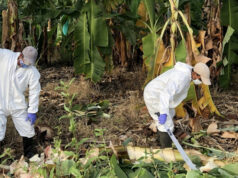 Ученые нашли способ отменить «бананогеддон»