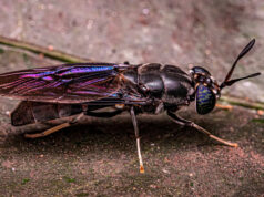 Австралийские ученые намерены превратить мух в биофабрики по переработке опасных отходов