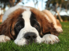 Собаки чувствуют стресс своих хозяев и превращаются в пессимистов