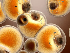 Новый вид жировых клеток занимается бесполезной работой ради сжигания лишней энергии