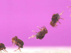 Крошечный жучок Dicyrtomina minuta умеет делать самое быстрое сальто в мире