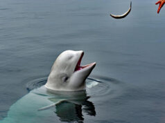 Заподозренный в 2019 году в шпионаже на Россию кит-белуха Хвалдимир погиб при загадочных обстоятельствах