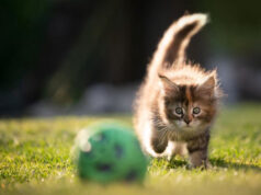 Почти половина кошек хочет, чтобы вы поиграли с ними в «мячик»