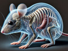 Обычный пищевой краситель делает мышей прозрачными