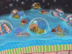 Спрей PCANS предотвращает многие респираторные болезни, запирая вирусы в носу пациента