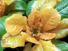 Ученые вывели «золотой салат», который содержит в 30 раз больше витаминов