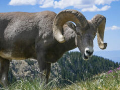 Американский фермер получил тюремный срок за клонирование гигантского барана